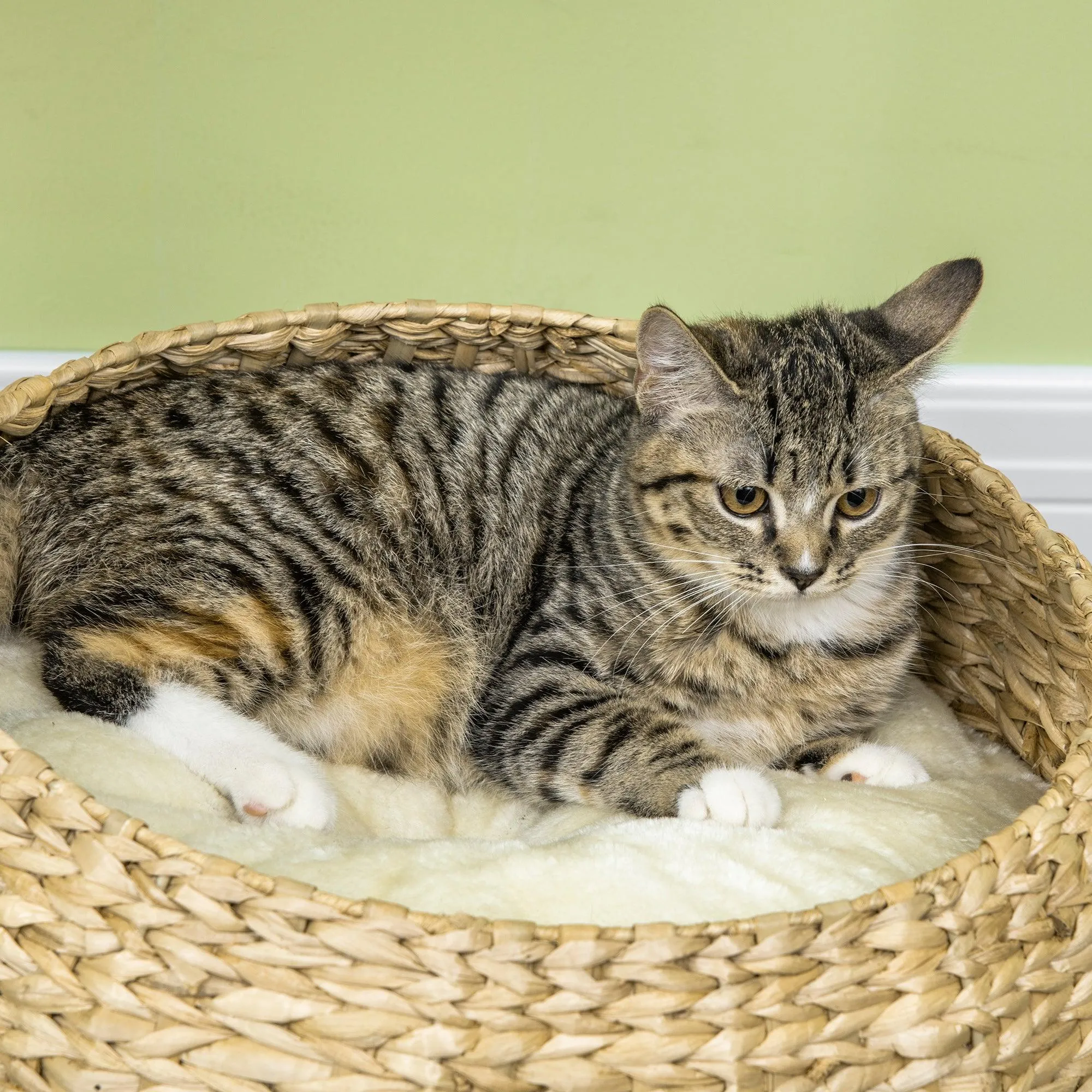 Elegant Cat Tree with Two Beds - Beige
