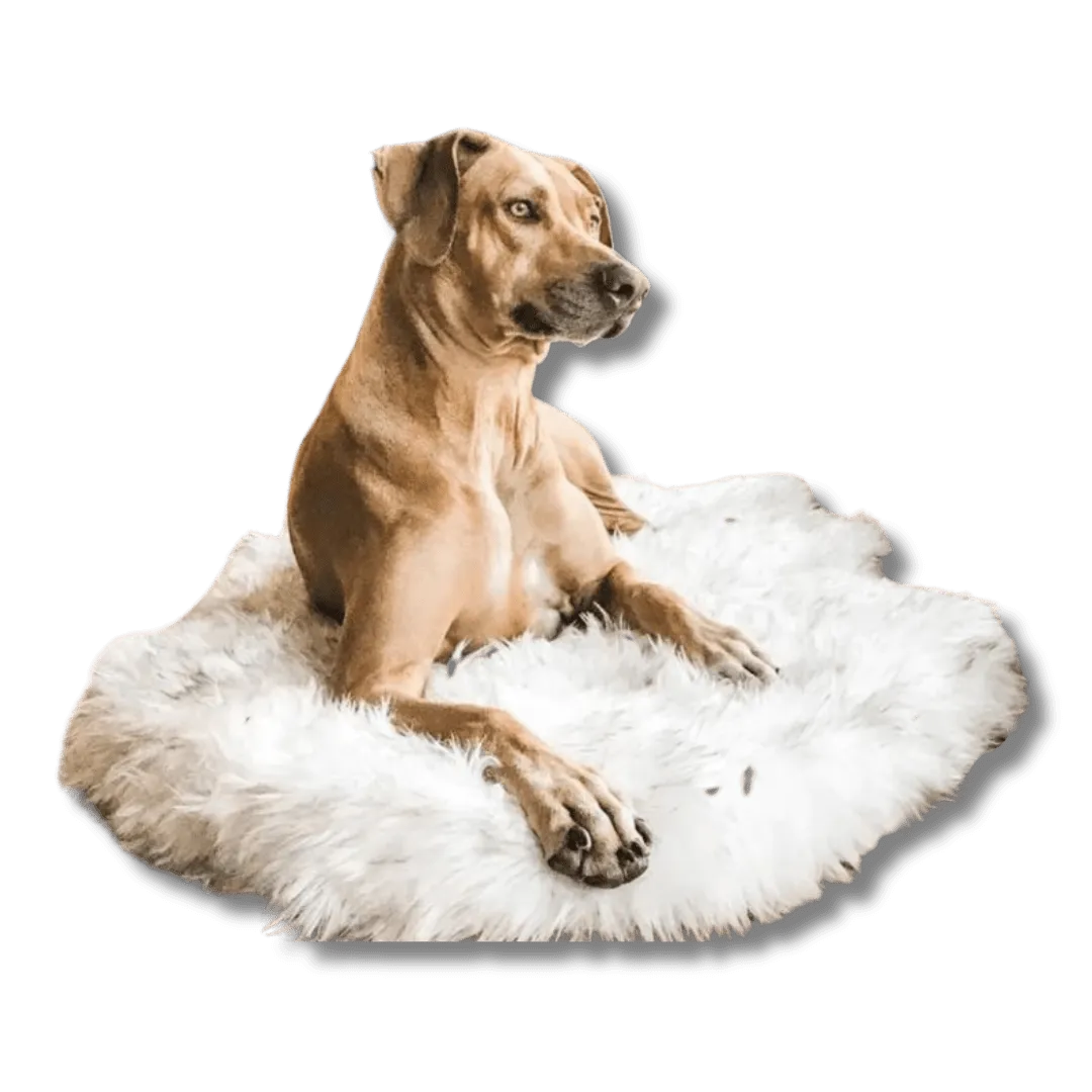 Fluffy Dog Rug