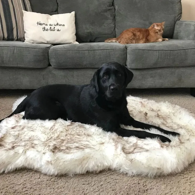 Fluffy Dog Rug
