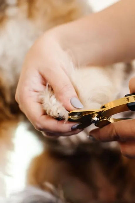 Iconic Nail Duo