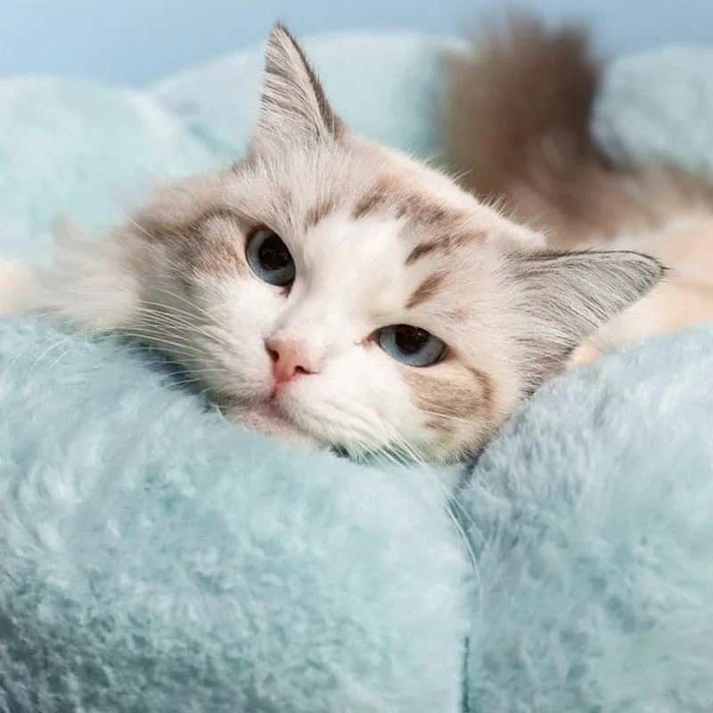 Petal Purr Fancy Cat Bed