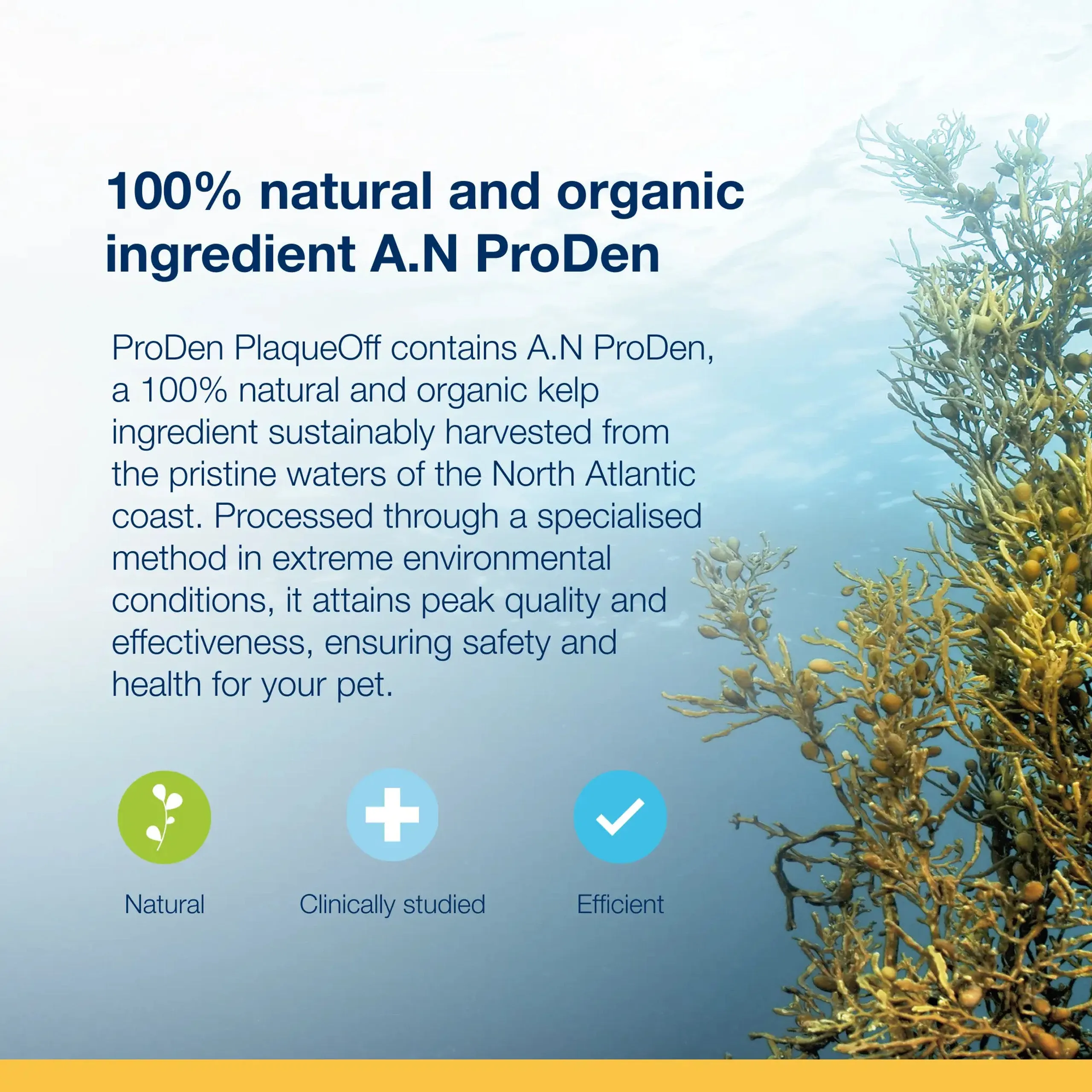 ProDen Plaque Off - Dental Dog Bones - Mint Fusion