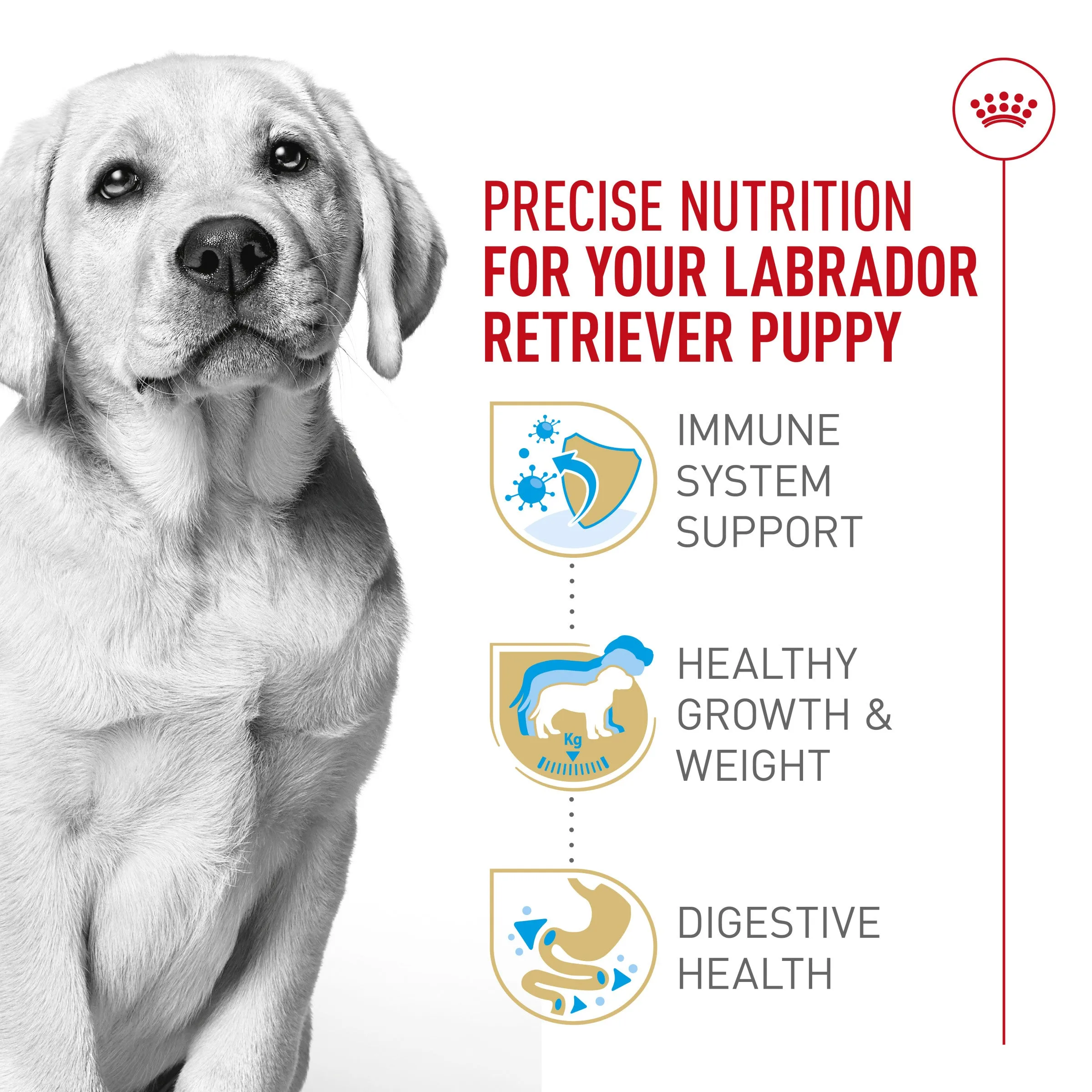 Royal Canin® Breed Health Nutrition® Labrador Retriever Puppy Dry Puppy Food