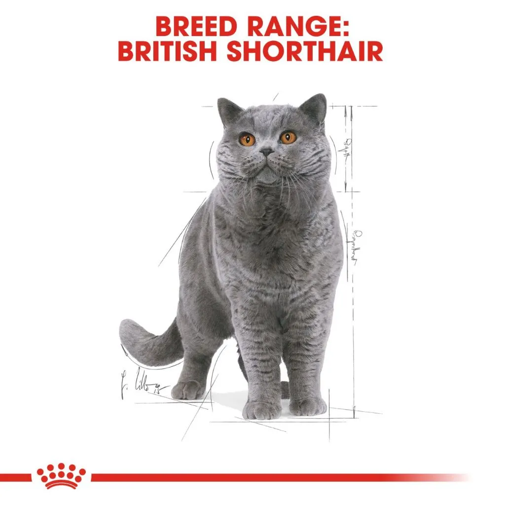 Royal Canin British Shorthair Adult 85g Pouch Wet Cat Food - Feline Breed Nutrition